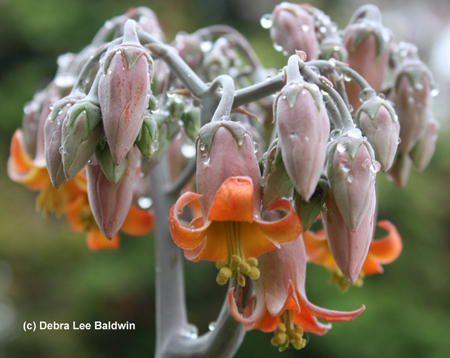 Cotyledon flower(c) Cotyledon flower(c)