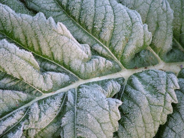 Dendritic Pattern in Cardoon Leaf