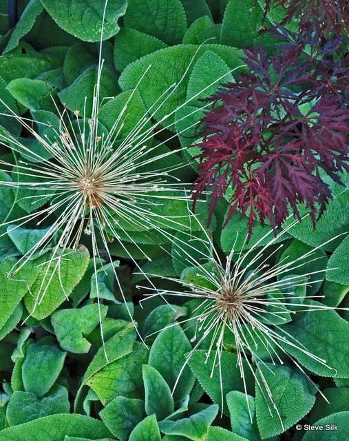 EF allium burst-2