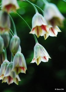 Jun ne 2 09 076-1