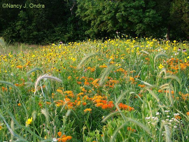 Mosaic Pattern in Meadow