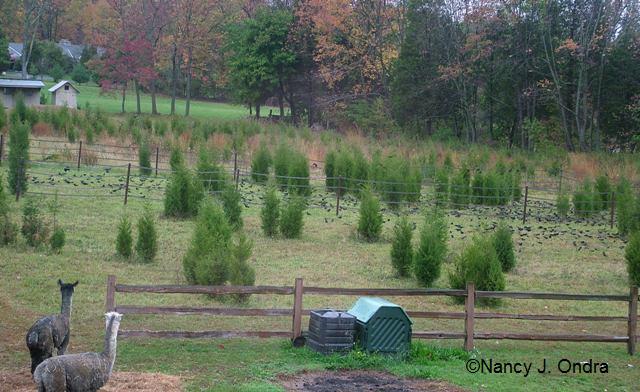 Naturalistic Drift Juniperus virginiana