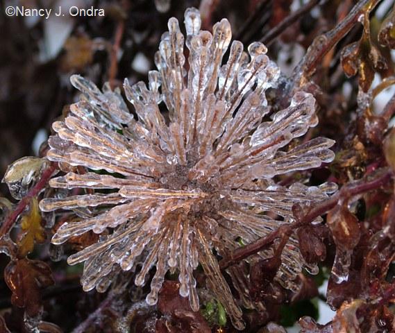 Radial Pattern in Allium Seedhead