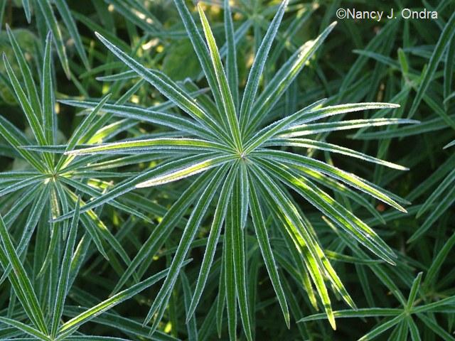 Radial Pattern in Amsonia hubrichtii