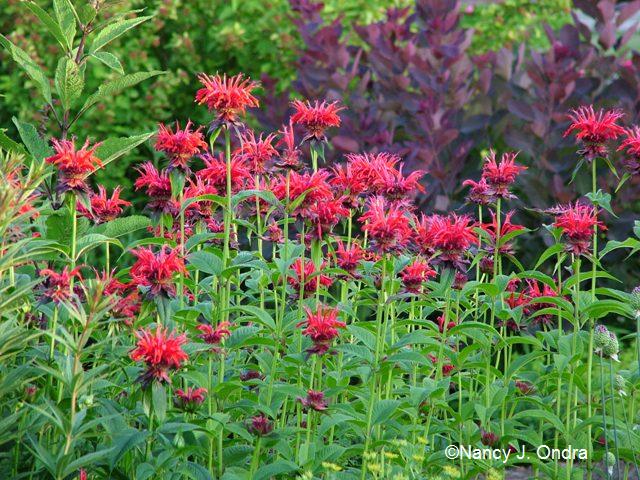 Scattered Pattern of Monarda Flowerheads