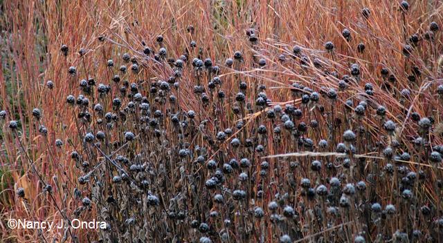 Scattered Pattern of Rudbeckia Seedheads