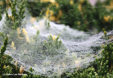 Spider web(c) Spider web(c)