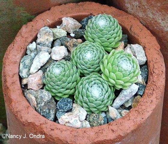 Spiral Pattern in Sempervivum arachnoideum