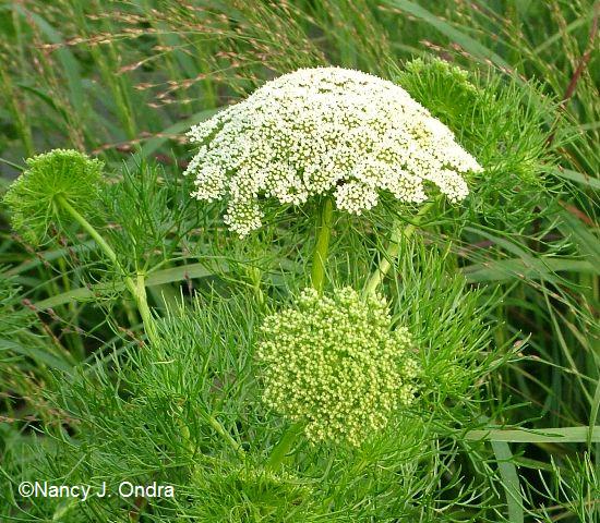 Spiral Pattern in Ammi visnaga Flowerheads