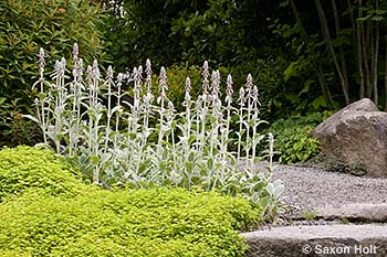 flowering Lamb's Ears