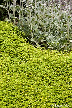 Golden oregano groundcover