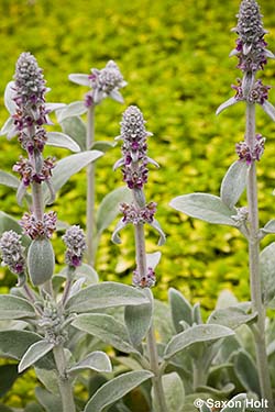 Flowering Stachys - Lamb's Ears