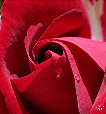 hot-cocoa-floribunda resized hot-cocoa-floribunda resized