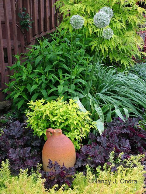 Allium Mount Everest Sambucus SG Molinia Phlox Caryopteria Jason Heuchera Plum Pudding Sedum Angelina late May 07 Allium Mount Everest Sambucus SG Molinia Phlox Caryopteria Jason Heuchera Plum Pudding Sedum Angelina late May 07