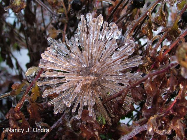 Allium Mt Everest seedhead on ice 2 Dec 14 07 Allium Mt Everest seedhead on ice 2 Dec 14 07