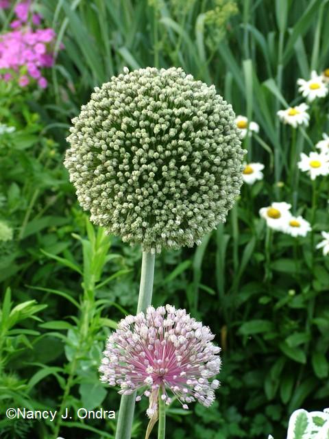 Allium ampeloprasum Leek late July 05 Allium ampeloprasum Leek late July 05