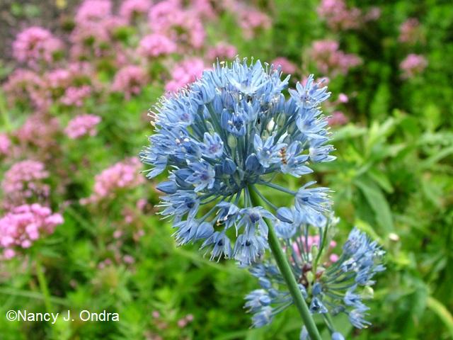 Allium azureum June 13 09 Allium azureum June 13 09
