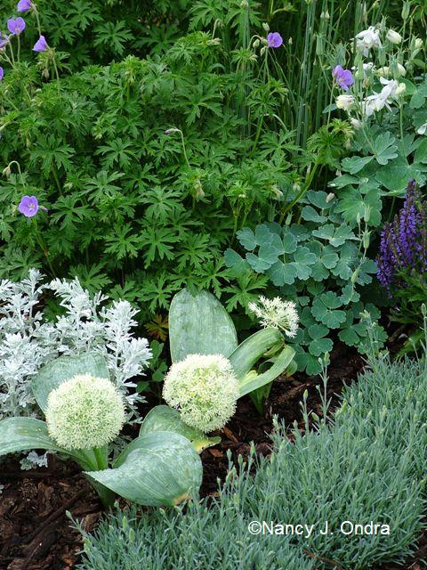 Allium karvinskianum Dianthus Aquilegia flab NA Geranium Brookside Artemisia SB late May 07 Allium karvinskianum Dianthus Aquilegia flab NA Geranium Brookside Artemisia SB late May 07