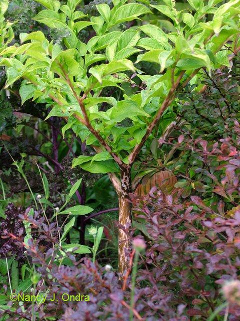 Amorphophallus Konjac Plant
