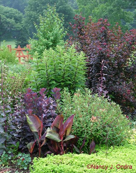 Canna Tropicanna Cotinus Velvet CLoak Euphorbia Fireglow Eupatorium Physocarpus Diabolo 2 late June 05 Canna Tropicanna Cotinus Velvet CLoak Euphorbia Fireglow Eupatorium Physocarpus Diabolo 2 late June 05