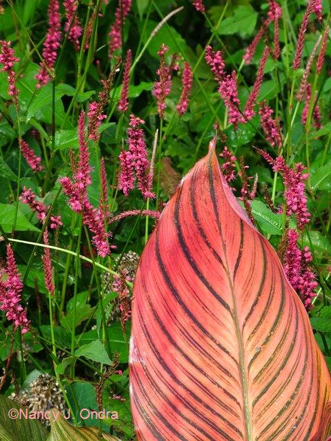 Canna Tropicanna Persicaria Taurus Sept 15 07 Canna Tropicanna Persicaria Taurus Sept 15 07