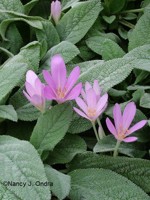 Colchicum autumnale Stachys Big Ears mid Sept 06 Colchicum autumnale Stachys Big Ears mid Sept 06