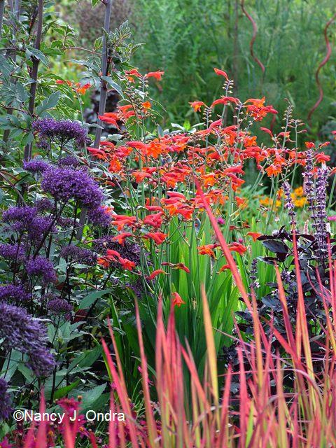 Crocosmia Lucifer Aug 12 08 Crocosmia Lucifer Aug 12 08