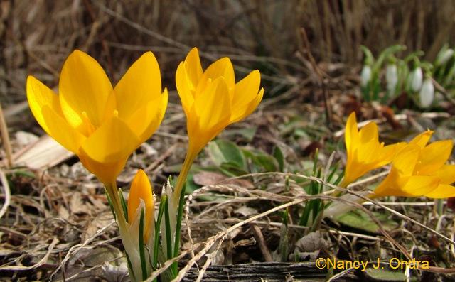 Crocus ancyrensis March 14 09 Crocus ancyrensis March 14 09