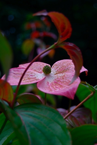 DSC_0554 DSC_0554