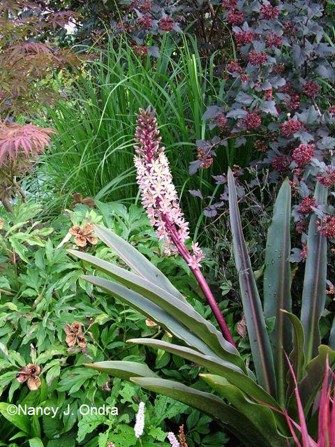Eucomis Oakhurst Aug 12 08 Eucomis Oakhurst Aug 12 08