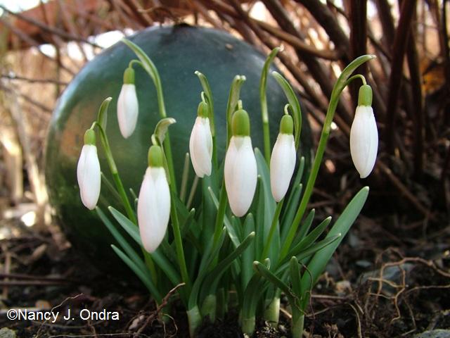 Galanthus March 13 09 Galanthus March 13 09
