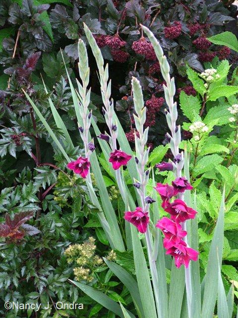 Gladiolus Flevo Party Dahlia BoL Physocarpus Monlo July 29 07 Gladiolus Flevo Party Dahlia BoL Physocarpus Monlo July 29 07