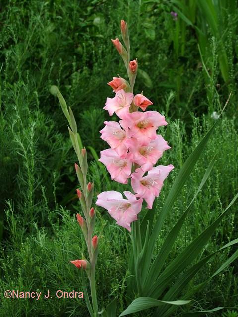 Gladiolus Friendship July 30 07 Gladiolus Friendship July 30 07