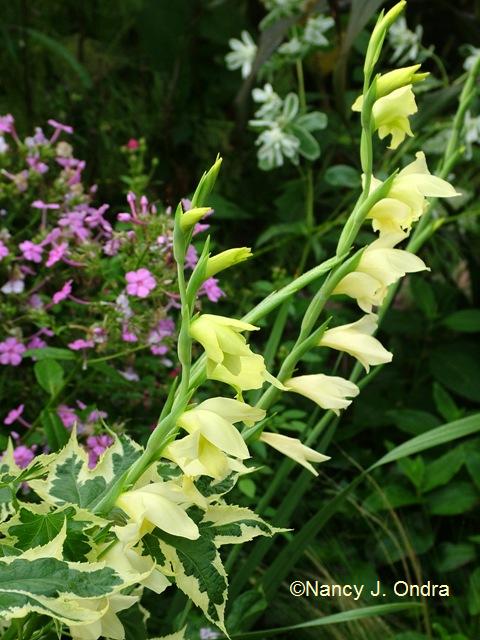 Gladiolus tristis mid August 05 Gladiolus tristis mid August 05