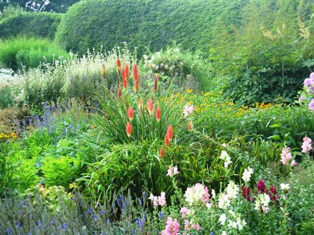 Jock Christie- kniphofia towards front of border-resized Jock Christie- kniphofia towards front of border-resized
