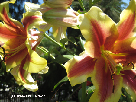 Lilies (c) Lilies (c)