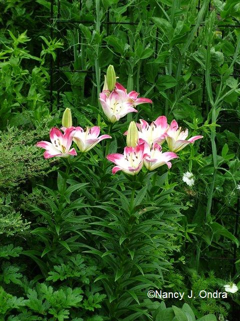 Lilium Lillipop June 13 09 Lilium Lillipop June 13 09