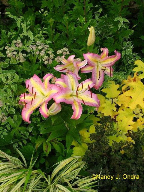 Lilium Tom Pouce Astrantia Hydrangea LH Anthriscus Ravenswing July 19 07 Lilium Tom Pouce Astrantia Hydrangea LH Anthriscus Ravenswing July 19 07