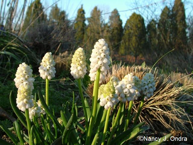 Muscari botryoides Album April 12 09 Muscari botryoides Album April 12 09