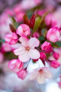 RCP_090423_05441_jpg-crabapple-resized