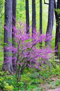 RCP_090430_2095[1].jpg-redbud-resized