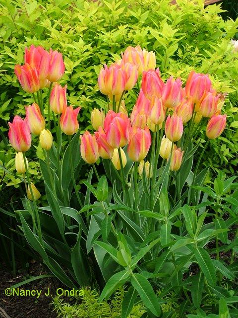 Tulipa Antoinette Euphorbia palustris Spiraea May 5 06 Tulipa Antoinette Euphorbia palustris Spiraea May 5 06