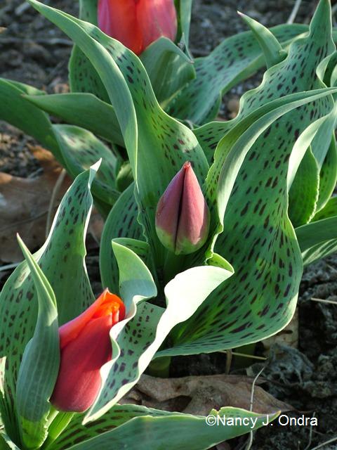 Tulipa Red Riding Hood May 5 06 Tulipa Red Riding Hood May 5 06