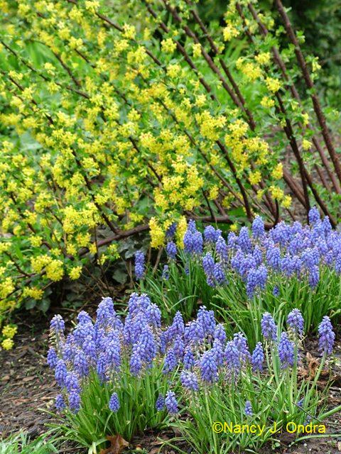 ribes odorata muscari blue spike JFGD2 ribes odorata muscari blue spike JFGD2