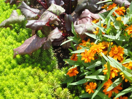 s garden-orange zinnias, beets and sedum angelina-resized s garden-orange zinnias, beets and sedum angelina-resized
