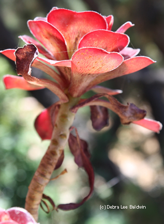 Aeonium Aeonium