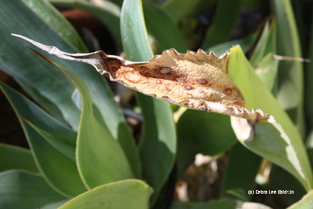Agave tip Agave tip