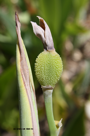 Canna seed pod Canna seed pod