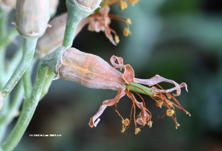 Cotyledon blossom Cotyledon blossom