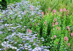 Doe Run-diascia and ageratum-resized